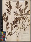 Foto von Salix aurita L. x Salix cinerea L.